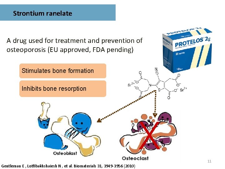 Strontium ranelate A drug used for treatment and prevention of osteoporosis (EU approved, FDA