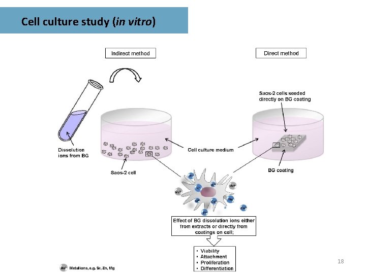 Cell culture study (in vitro) 18 