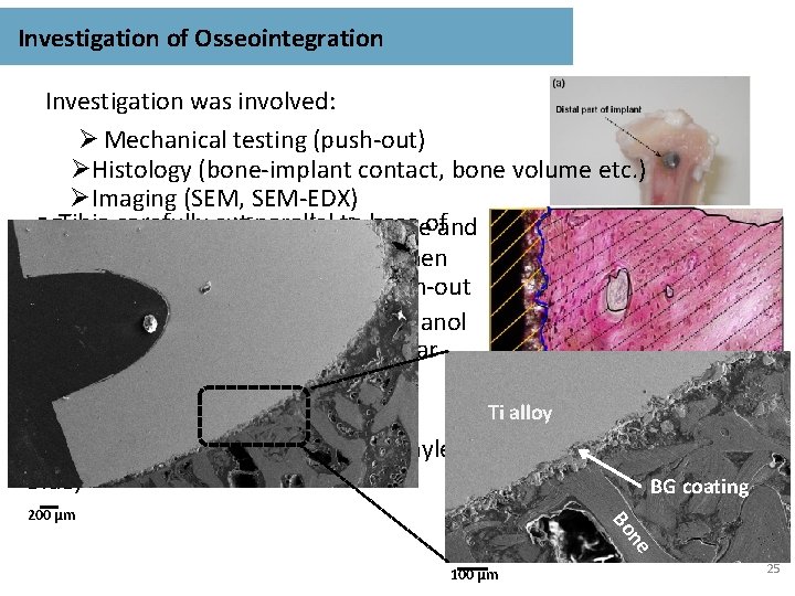 Investigation of Osseointegration Investigation was involved: Ø Mechanical testing (push-out) ØHistology (bone-implant contact, bone