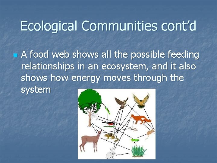 Ecological Communities cont’d n A food web shows all the possible feeding relationships in