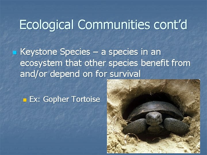 Ecological Communities cont’d n Keystone Species – a species in an ecosystem that other
