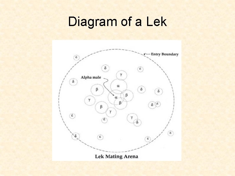 Diagram of a Lek 