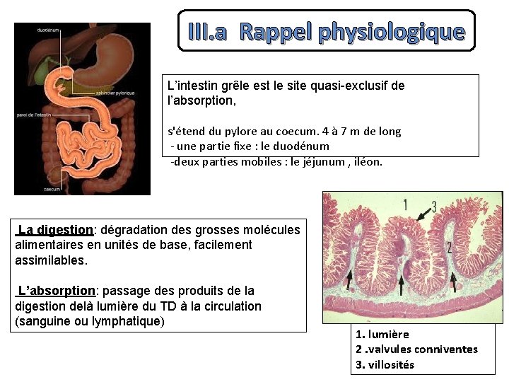 III. a Rappel physiologique L’intestin grêle est le site quasi-exclusif de l’absorption, s'étend du