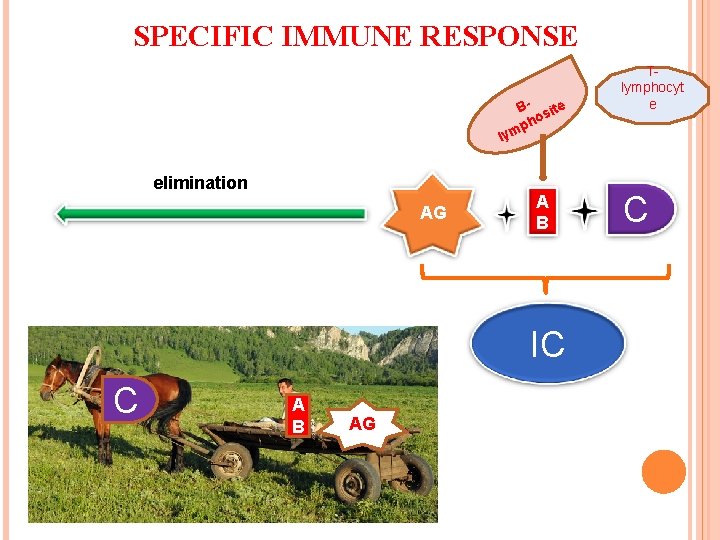 SPECIFIC IMMUNE RESPONSE В- site ho p lym elimination AG A B IC С