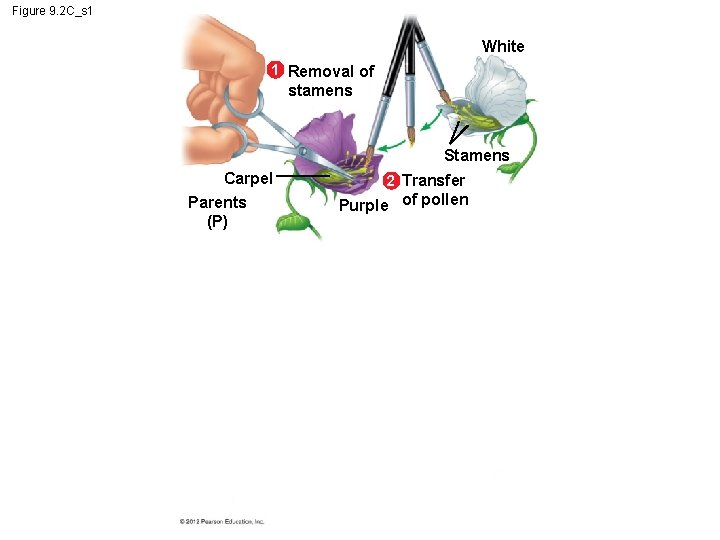 Figure 9. 2 C_s 1 White 1 Removal of stamens Stamens Carpel Parents (P)