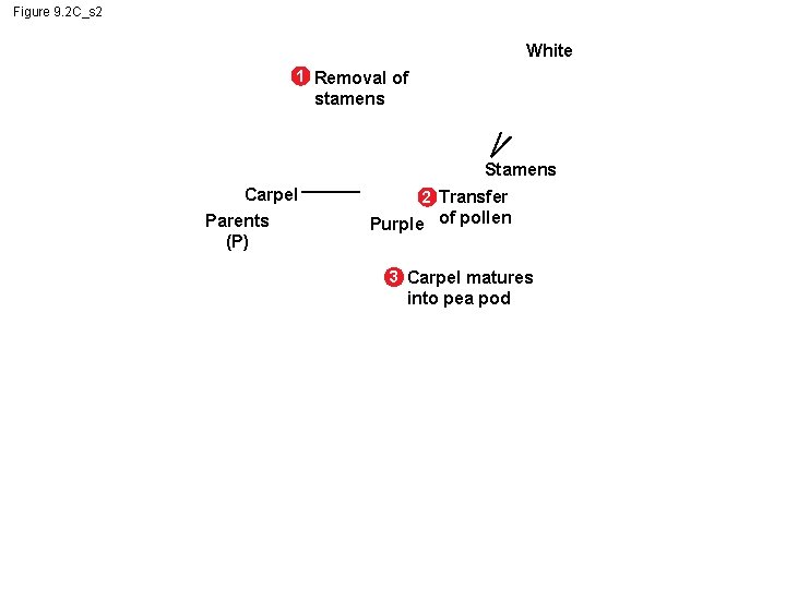 Figure 9. 2 C_s 2 White 1 Removal of stamens Stamens Carpel Parents (P)