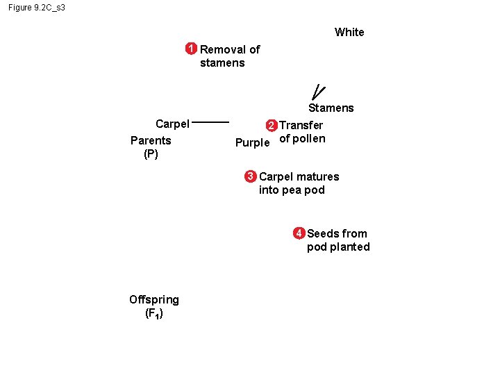 Figure 9. 2 C_s 3 White 1 Removal of stamens Stamens Carpel Parents (P)