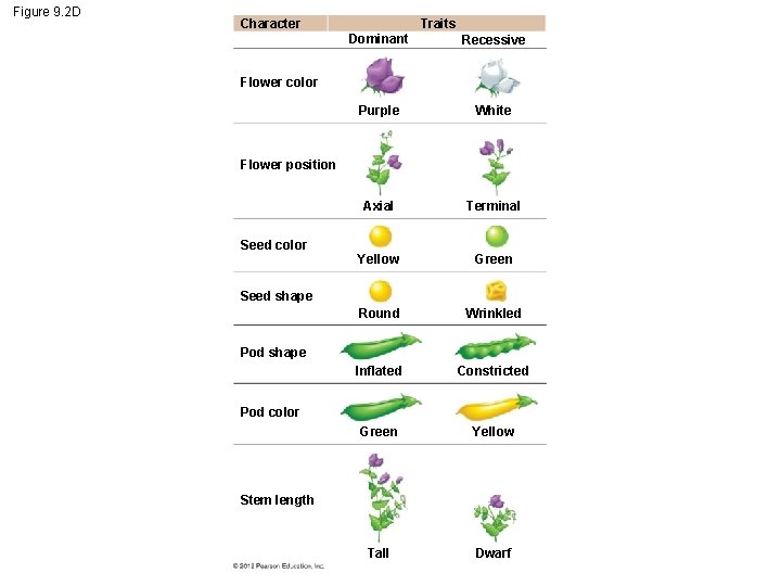 Figure 9. 2 D Traits Character Dominant Recessive Purple White Axial Terminal Yellow Green