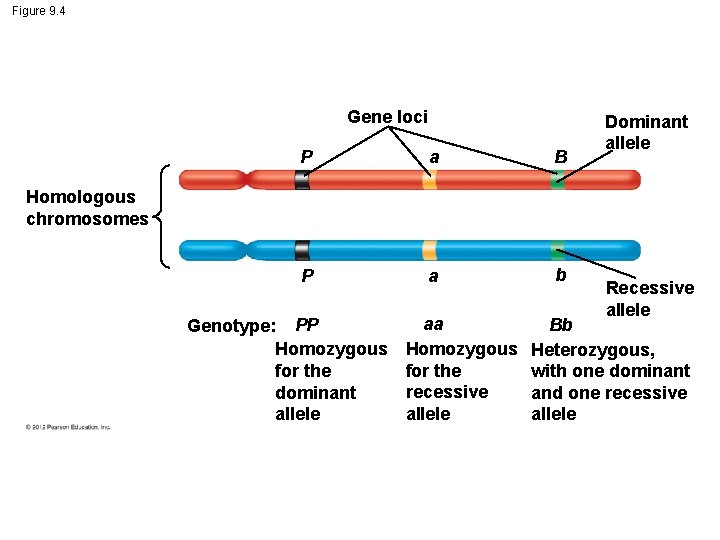 Figure 9. 4 Gene loci P a B P a b Dominant allele Homologous
