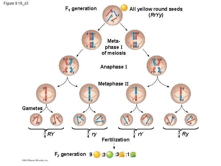 Figure 9. 16_s 3 F 1 generation R r All yellow round seeds (Rr.