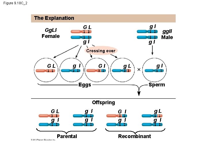 Figure 9. 18 C_2 The Explanation Gg. Ll Female GL gl gl gl ggll