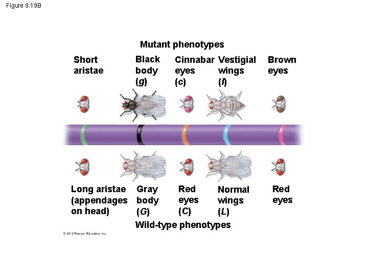 Figure 9. 19 B Mutant phenotypes Short aristae Black body (g) Cinnabar Vestigial wings