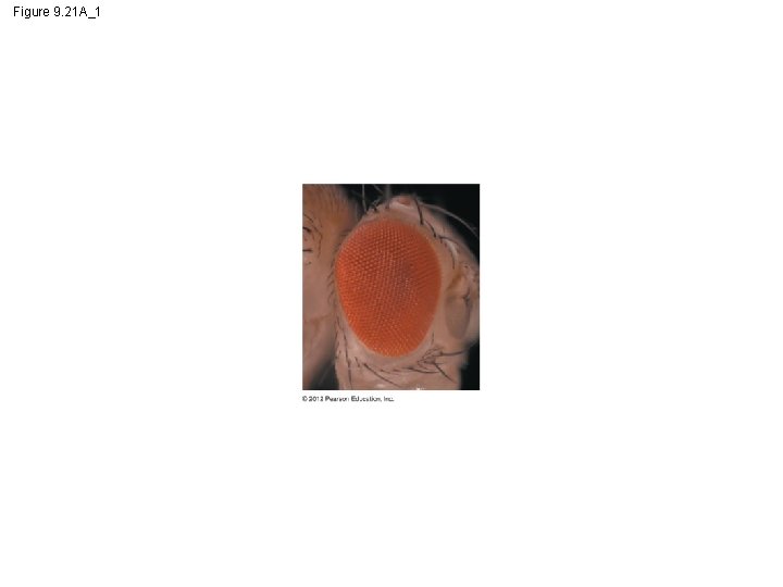 Figure 9. 21 A_1 
