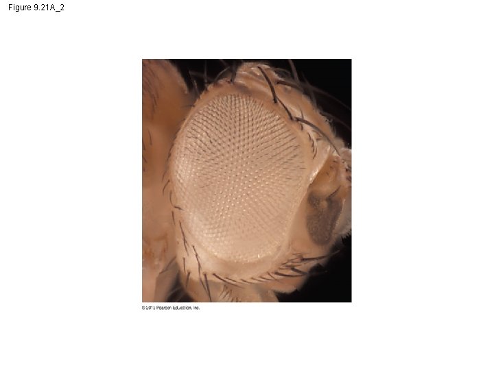 Figure 9. 21 A_2 