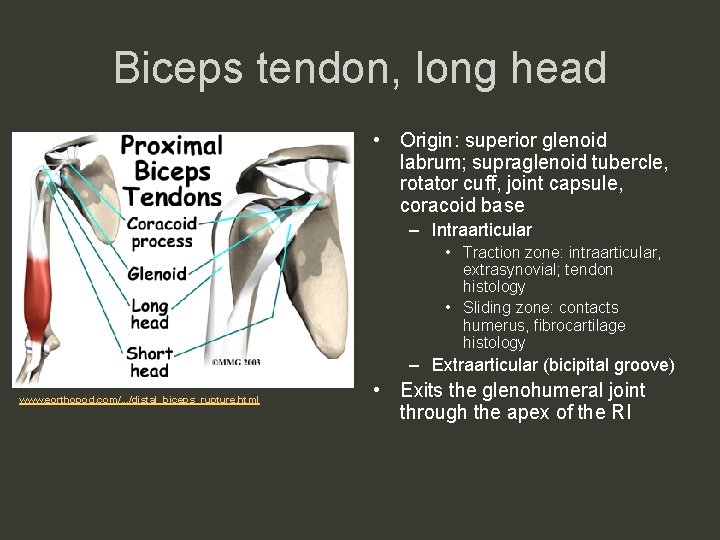 Biceps tendon, long head • Origin: superior glenoid labrum; supraglenoid tubercle, rotator cuff, joint