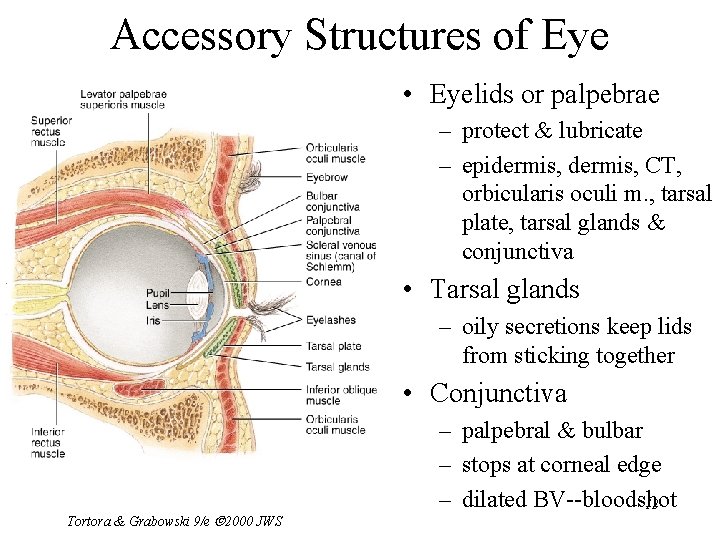 Accessory Structures of Eye • Eyelids or palpebrae – protect & lubricate – epidermis,