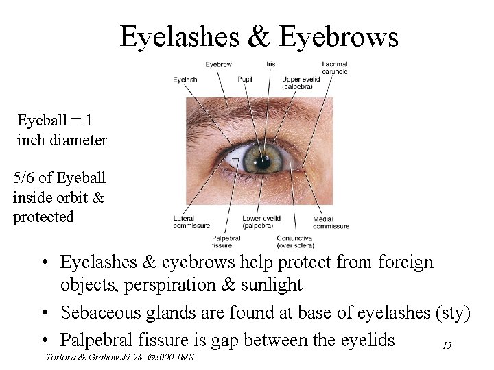 Eyelashes & Eyebrows Eyeball = 1 inch diameter 5/6 of Eyeball inside orbit &