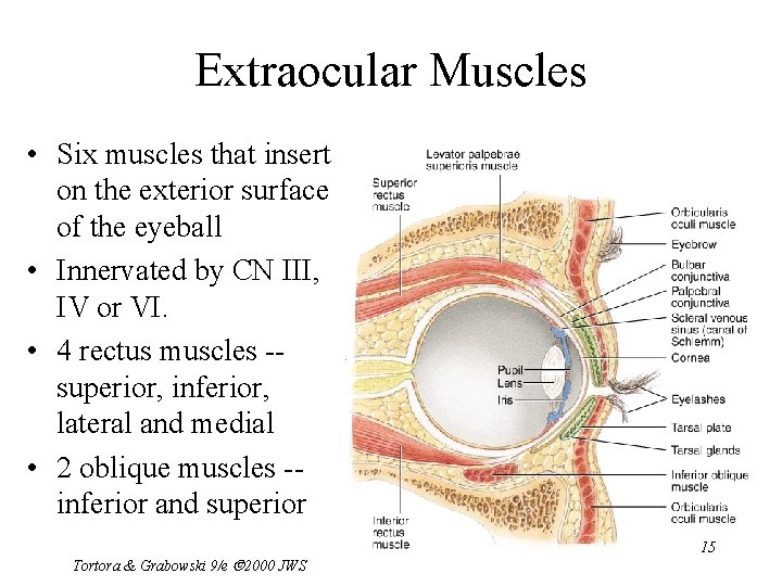 Extraocular Muscles • Six muscles that insert on the exterior surface of the eyeball