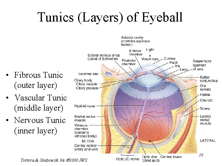 Tunics (Layers) of Eyeball • Fibrous Tunic (outer layer) • Vascular Tunic (middle layer)