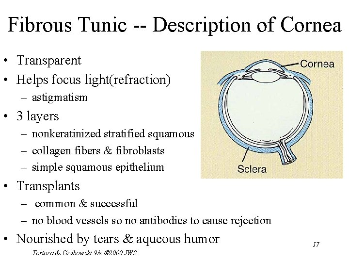 Fibrous Tunic -- Description of Cornea • Transparent • Helps focus light(refraction) – astigmatism