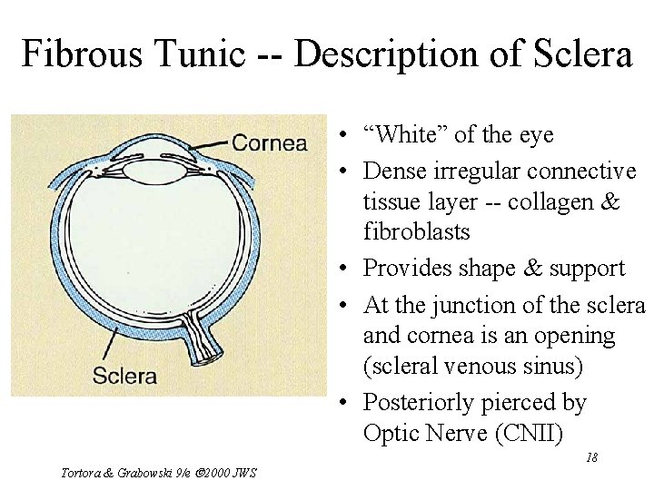 Fibrous Tunic -- Description of Sclera • “White” of the eye • Dense irregular
