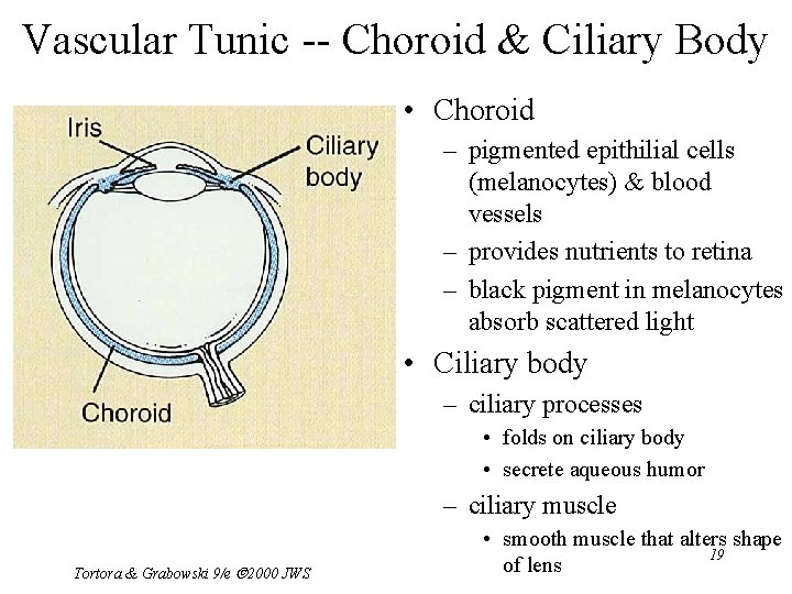 Vascular Tunic -- Choroid & Ciliary Body • Choroid – pigmented epithilial cells (melanocytes)