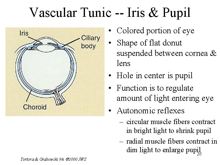 Vascular Tunic -- Iris & Pupil • Colored portion of eye • Shape of