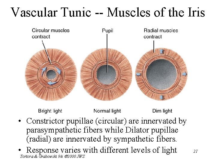 Vascular Tunic -- Muscles of the Iris • Constrictor pupillae (circular) are innervated by