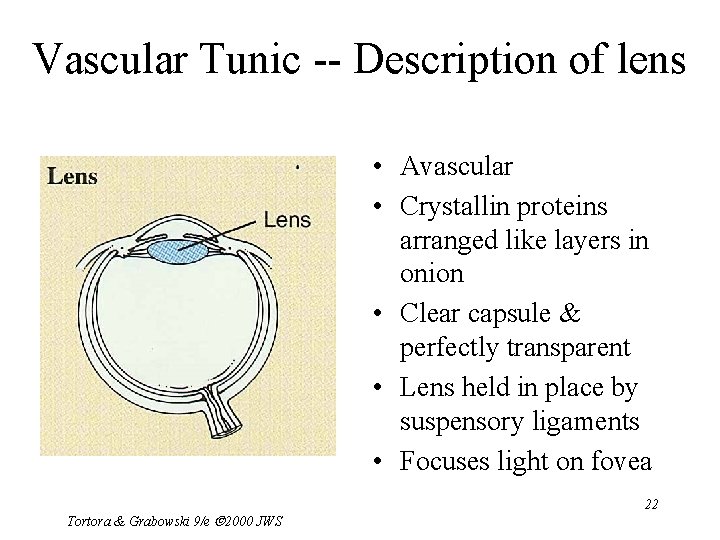 Vascular Tunic -- Description of lens • Avascular • Crystallin proteins arranged like layers