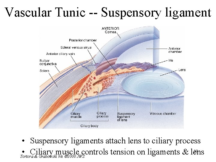 Vascular Tunic -- Suspensory ligament • Suspensory ligaments attach lens to ciliary process 23