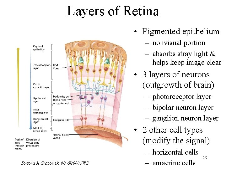 Layers of Retina • Pigmented epithelium – nonvisual portion – absorbs stray light &