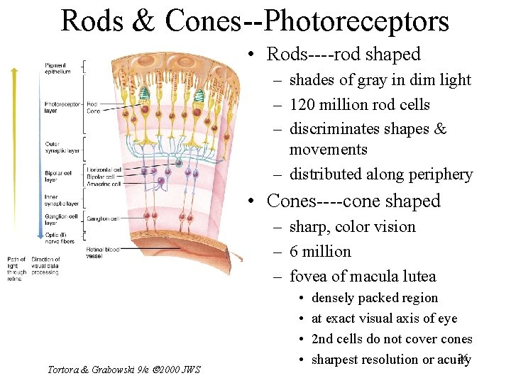Rods & Cones--Photoreceptors • Rods----rod shaped – shades of gray in dim light –
