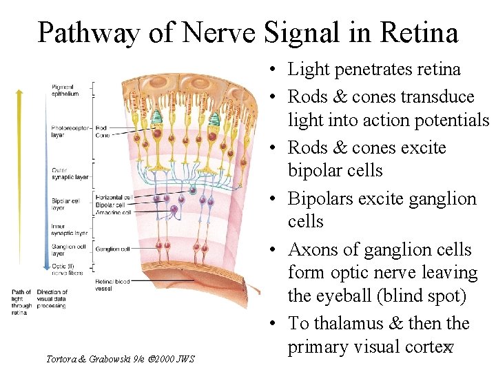 Pathway of Nerve Signal in Retina Tortora & Grabowski 9/e 2000 JWS • Light