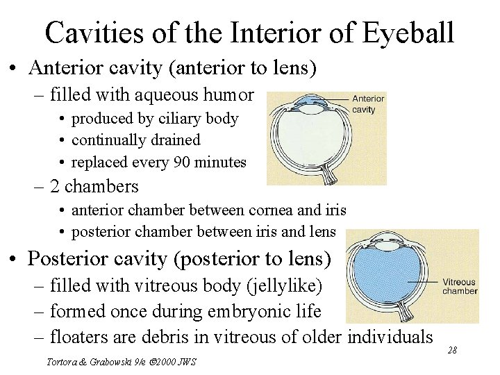 Cavities of the Interior of Eyeball • Anterior cavity (anterior to lens) – filled