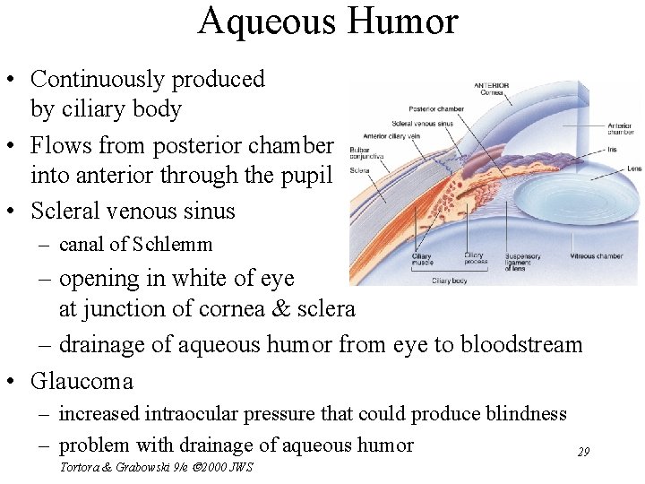 Aqueous Humor • Continuously produced by ciliary body • Flows from posterior chamber into