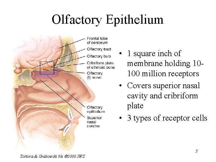 Olfactory Epithelium • 1 square inch of membrane holding 10100 million receptors • Covers