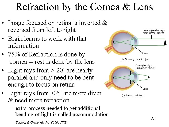 Refraction by the Cornea & Lens • Image focused on retina is inverted &