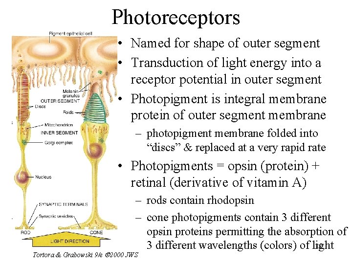 Photoreceptors • Named for shape of outer segment • Transduction of light energy into