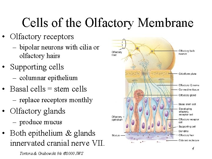 Cells of the Olfactory Membrane • Olfactory receptors – bipolar neurons with cilia or