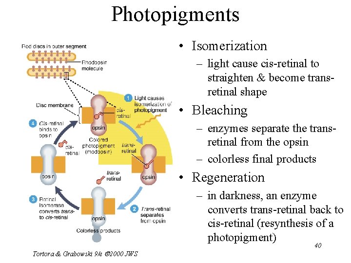 Photopigments • Isomerization – light cause cis-retinal to straighten & become transretinal shape •