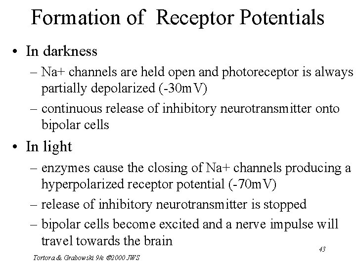 Formation of Receptor Potentials • In darkness – Na+ channels are held open and