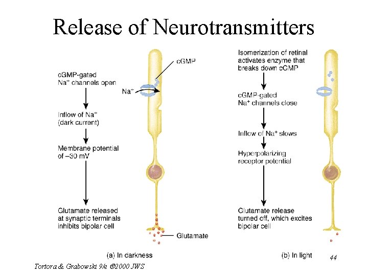 Release of Neurotransmitters Tortora & Grabowski 9/e 2000 JWS 44 