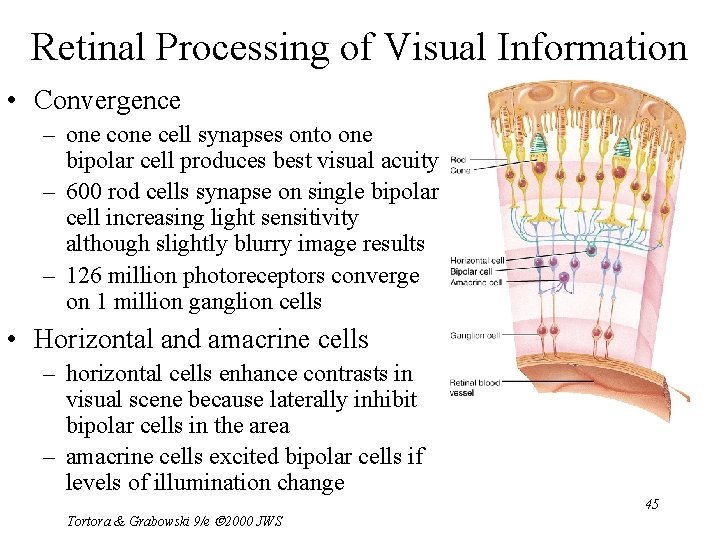 Retinal Processing of Visual Information • Convergence – one cell synapses onto one bipolar