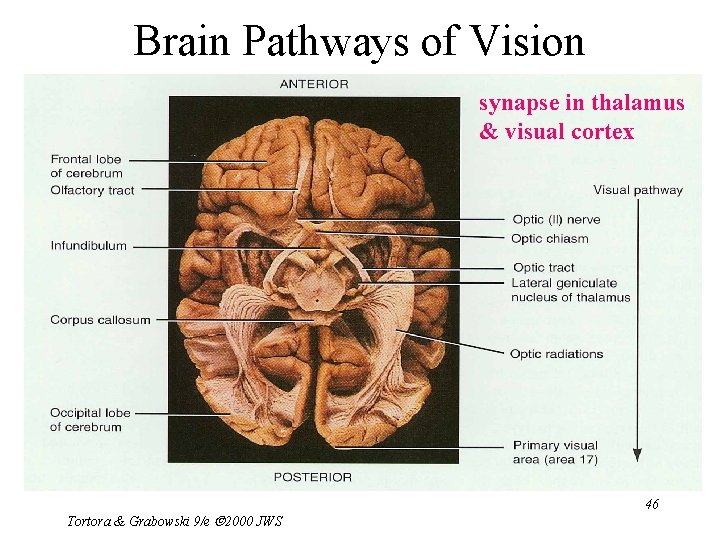 Brain Pathways of Vision synapse in thalamus & visual cortex Tortora & Grabowski 9/e