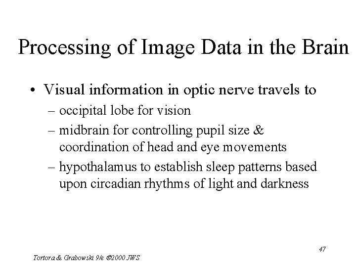 Processing of Image Data in the Brain • Visual information in optic nerve travels