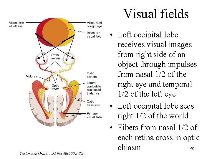Visual fields Tortora & Grabowski 9/e 2000 JWS • Left occipital lobe receives visual