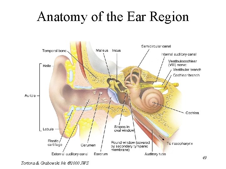 Anatomy of the Ear Region Tortora & Grabowski 9/e 2000 JWS 49 