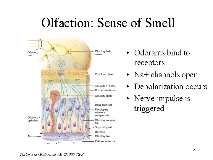 Olfaction: Sense of Smell • Odorants bind to receptors • Na+ channels open •