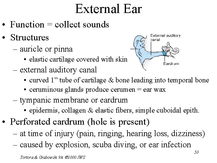 External Ear • Function = collect sounds • Structures – auricle or pinna •