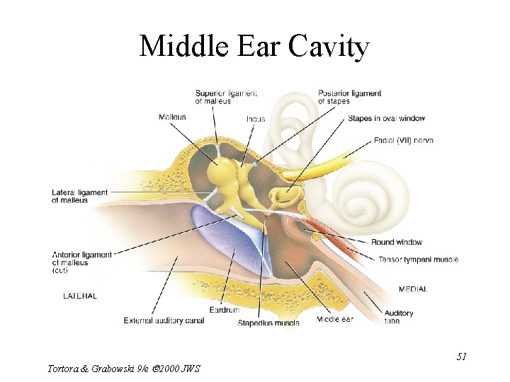Middle Ear Cavity Tortora & Grabowski 9/e 2000 JWS 51 